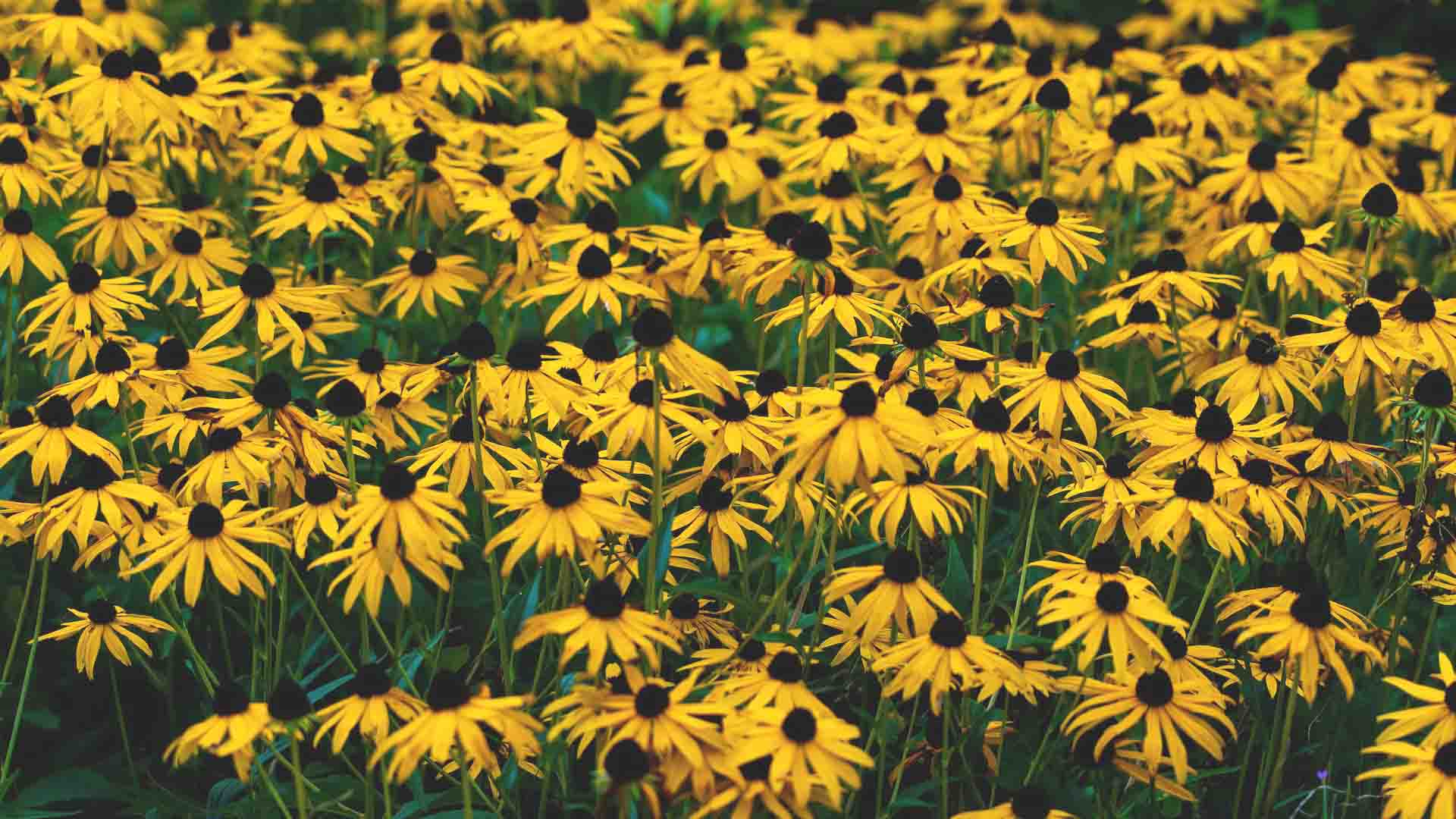 Black eyed Susan flowers