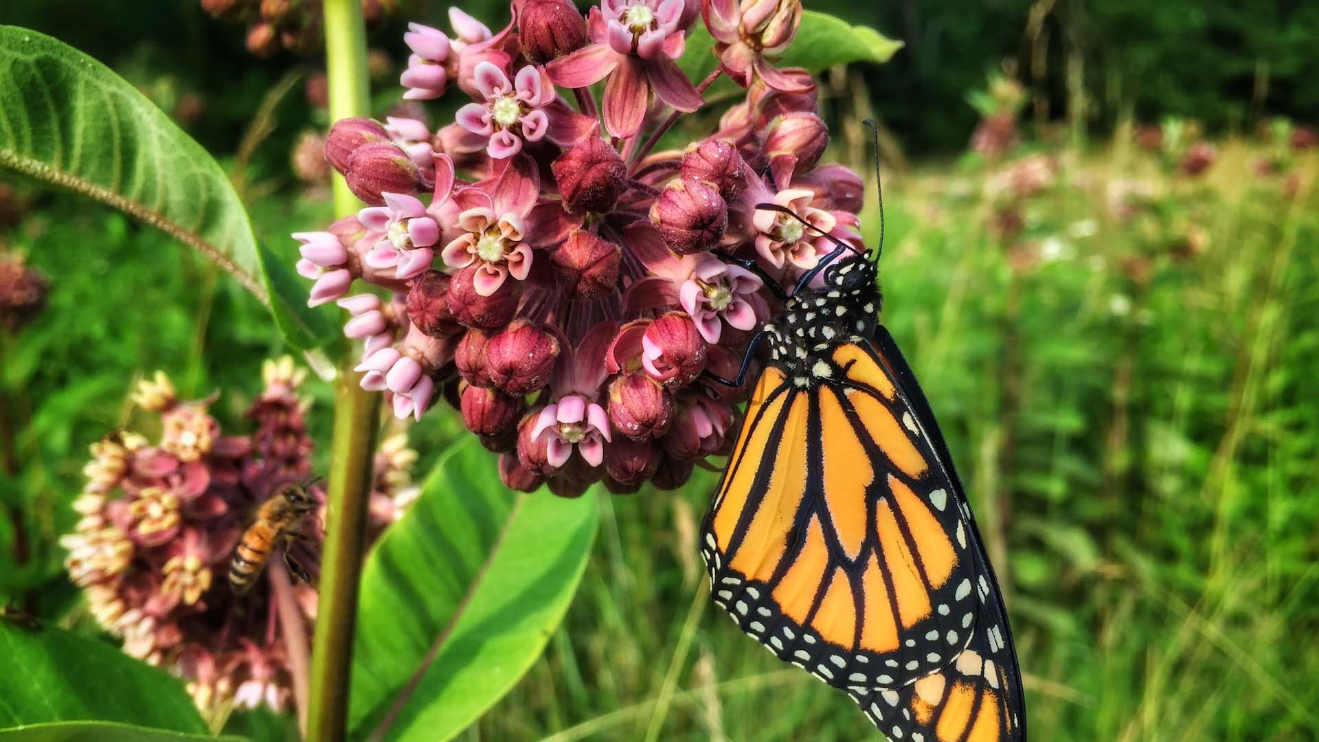 Monarch butterfly on a milkweed flower