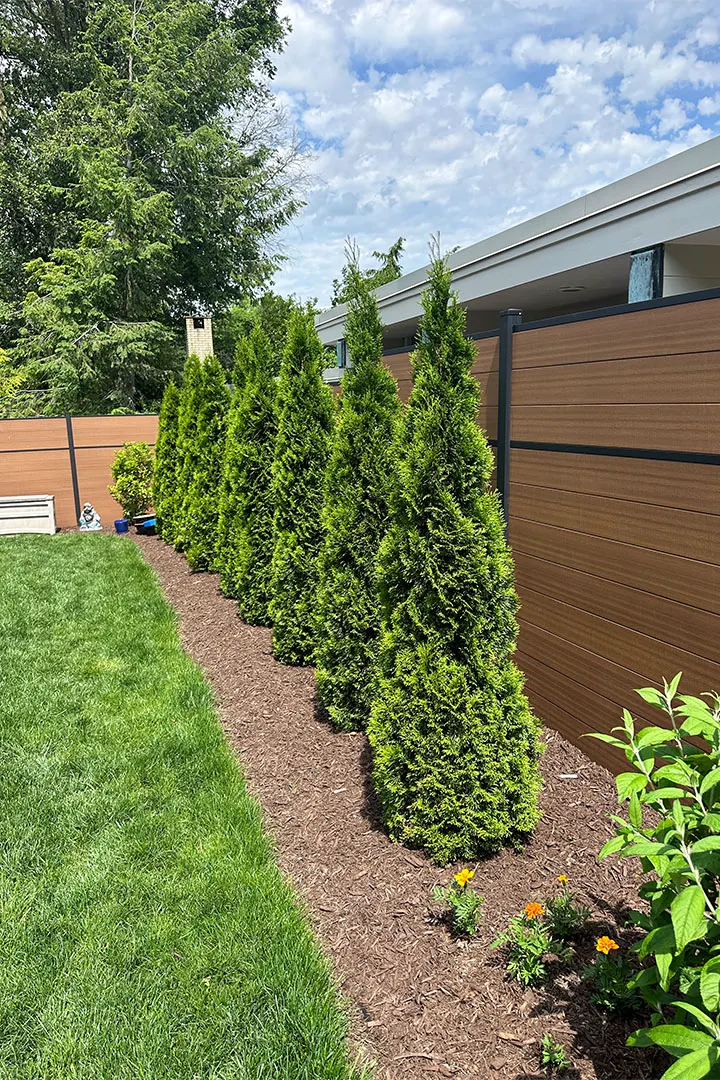 Green Giant arborvitae tree installation in Pittsburgh