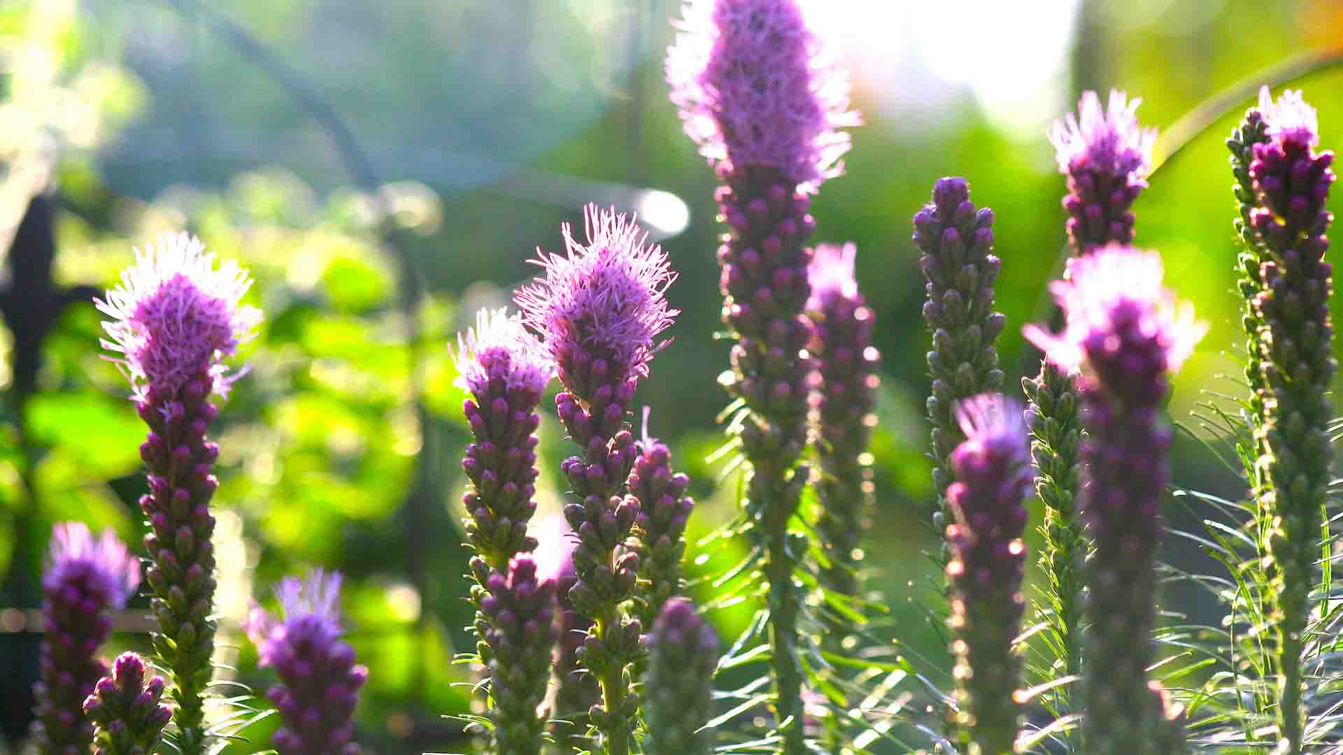 Photo of a marsh blazing star
