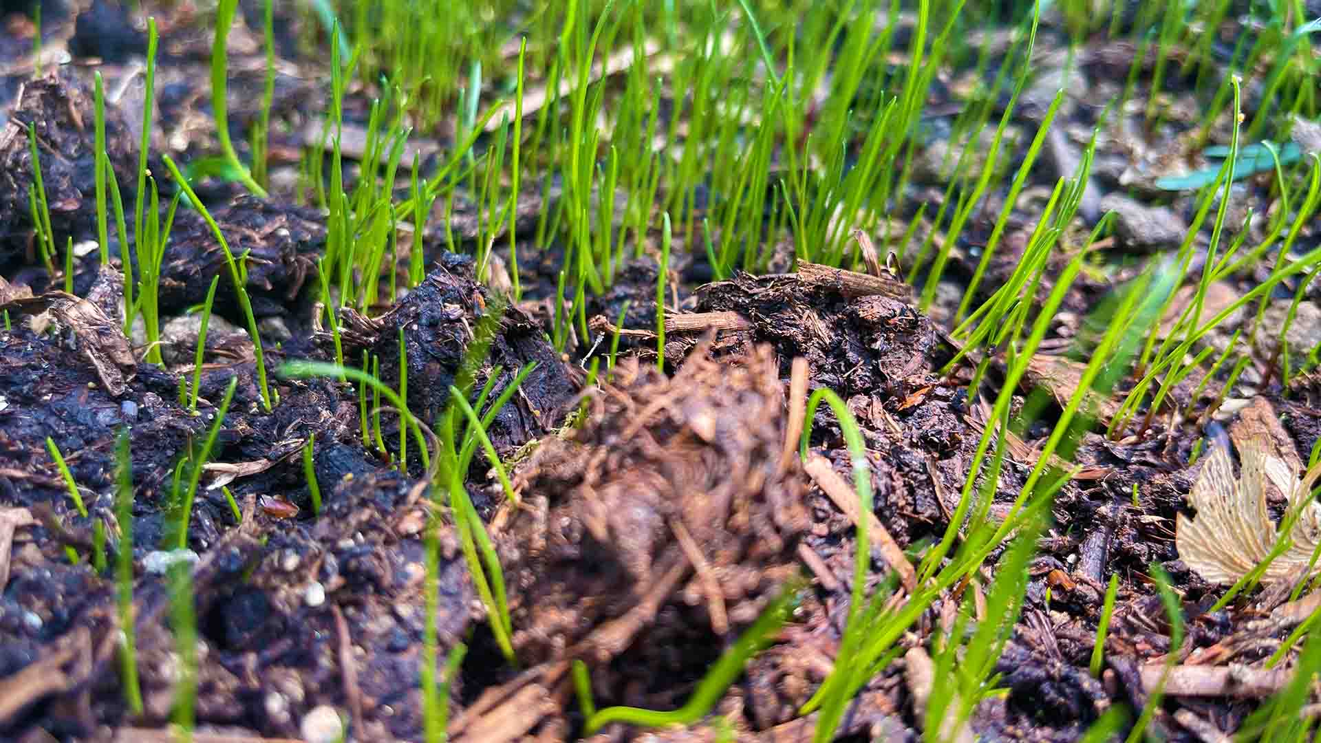 new grass sprouts