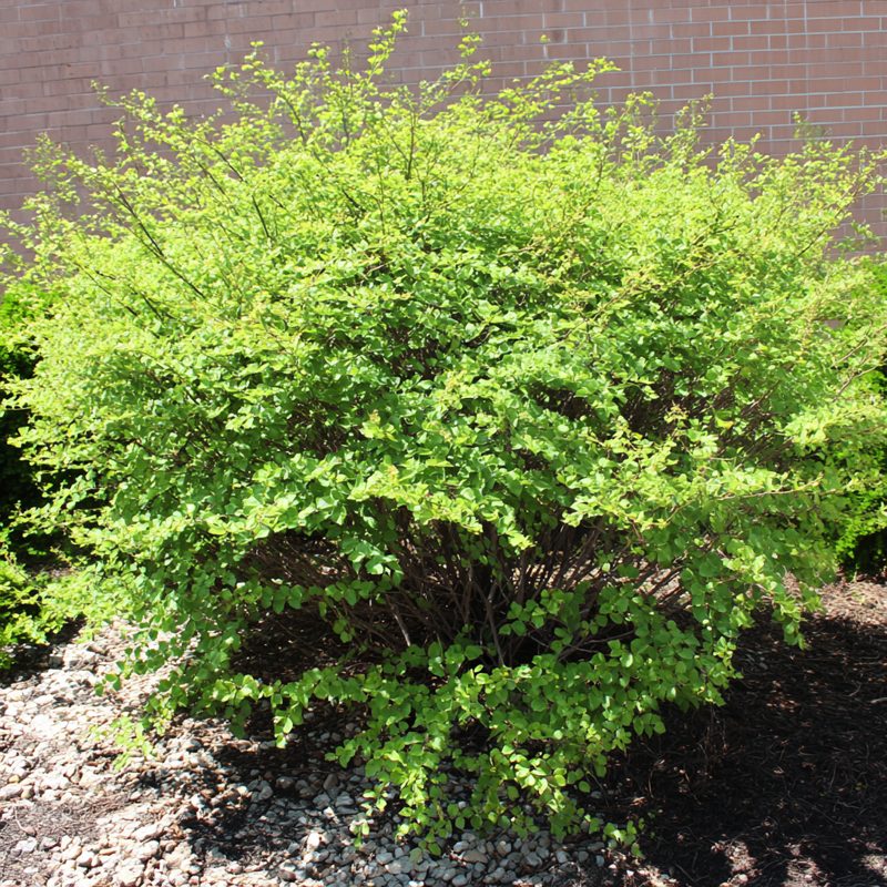 Burning Bush shrub