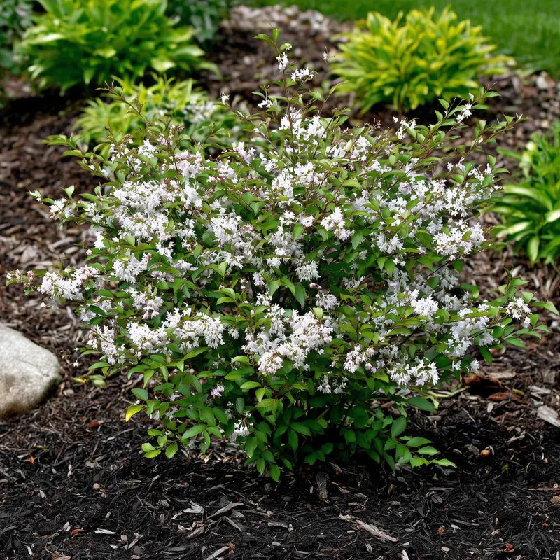 Deutzia shrub in bloom
