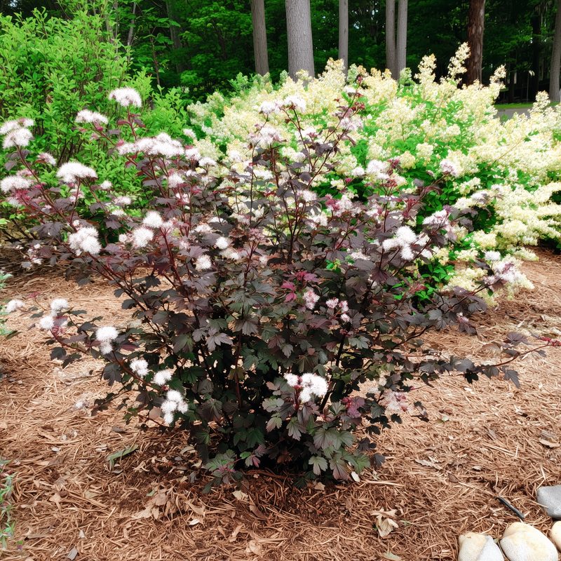 Ninebark shrub