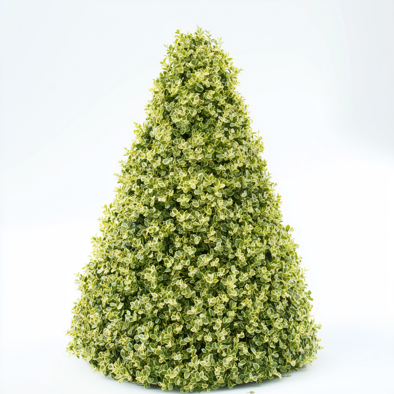 Variegated Pyramidal Boxwood